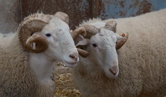 Koyunlarda Suni Tohumlama Dönemi Başlıyor