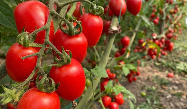 Antalya hallerinde fiyatlar sert yükseldi, işlem miktarı geriledi