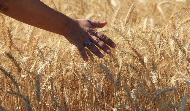 Dünya tahıl üretiminde rekor beklentisi: 133 milyon tonluk artış