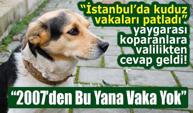 İstanbul Valiliği’nden ‘Kuduz vakalarında artış’ açıklaması!