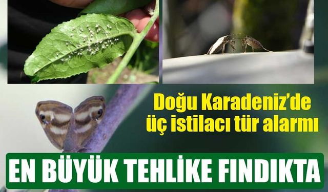 Doğu Karadeniz’de üç istilacı tür alarmı