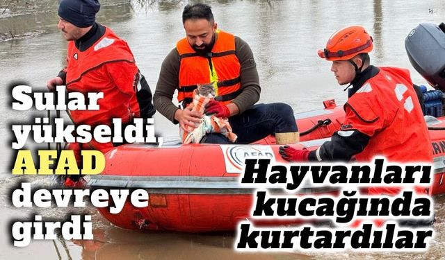 Meriç taştı, can pazarı yaşandı! AFAD hayvanları kucağında kurtardı
