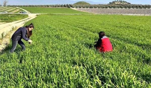 Buğday üreticilerine ‘Septorya’ uyarısı!