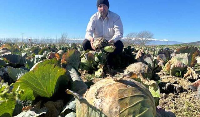 Tarlada Çürüdü, Pazarda El Yakıyor: Yenişehirli Üreticiden Tarım Kredi'ye Acil Çağrı!