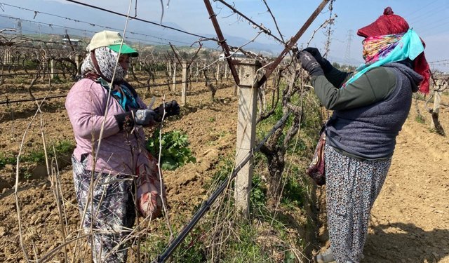 Yağışa teslim olan bağlar yeniden canlandı