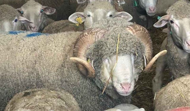 Milyonluk Koçun Kuzuları İçin Sıraya Girdiler