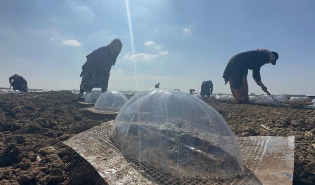 Karacabey Ovası'nda turfanda karpuz ekimi başladı