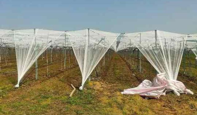 Sultaniye Üzümüne "Fileli" Kalkan