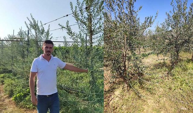 Sarıgöl’de “Bodur Zeytin” Dönemi Başladı: Üreticiye Yeni Gelir Kapısı