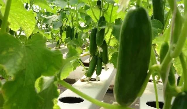 İstanbul’da Şubat Ayının Zam Şampiyonu Salatalık Oldu  4