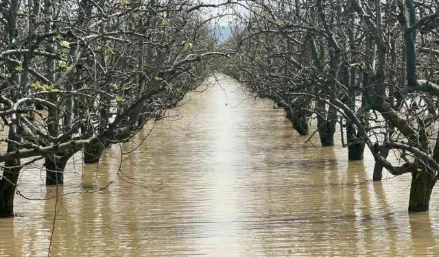 Bursa'da yüzlerce dönüm şeftali ve armut bahçesi su altında