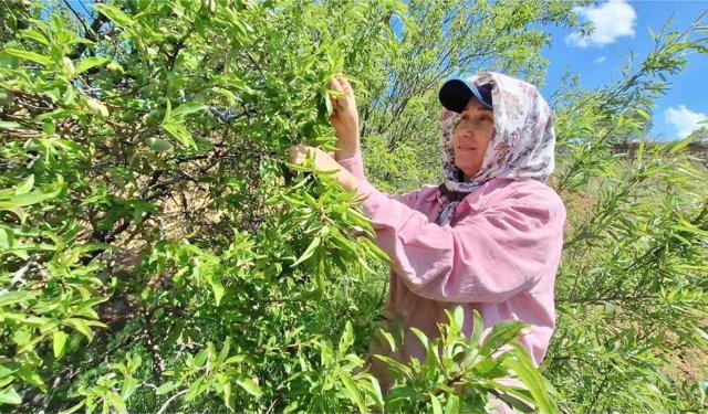 Çağlada bereketli sezon: Fiyatlar üreticiyi memnun etti