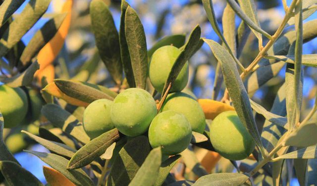 Bir kilogram zeytin için 6798 litre suya ihtiyaç duyuluyor