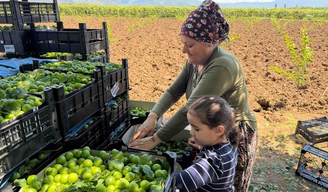 İznik Ovasında "Var Yılı": Rekolte 4 Katına Çıktı