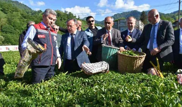 Artvin'de çay sezonu açıldı