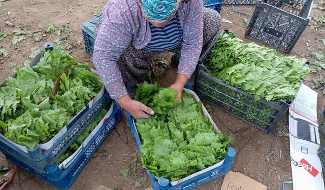 Yeşil altın bağcıya erken kazanç sağlıyor