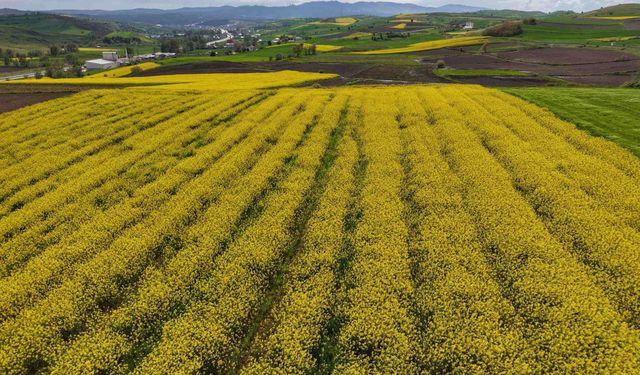 Samsun’da üretilen kanolanın ekonomiye katkısı 350 milyon TL