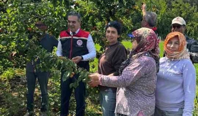Kayısı bahçelerinde hasat başladı