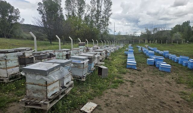 Hobi olarak 5 kovanla başladı, zamanla 250 kovana çıkardı