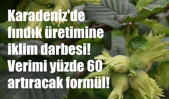 Fındıkta Kırmızı Alarm: Karadeniz İçin Ezber Bozan 'Sulama' Uyarısı!