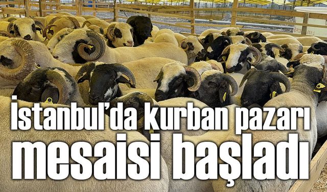Kurban pazarlarında hareketlilik başladı: İstanbul’a binlerce kurbanlık giriş yaptı