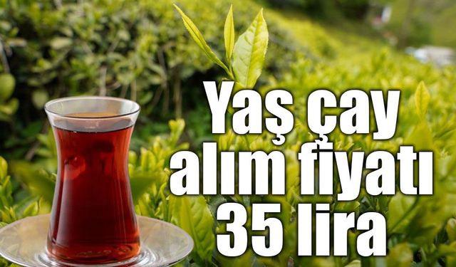 Yaş çay alım fiyatı 35 lira olarak belirlendi