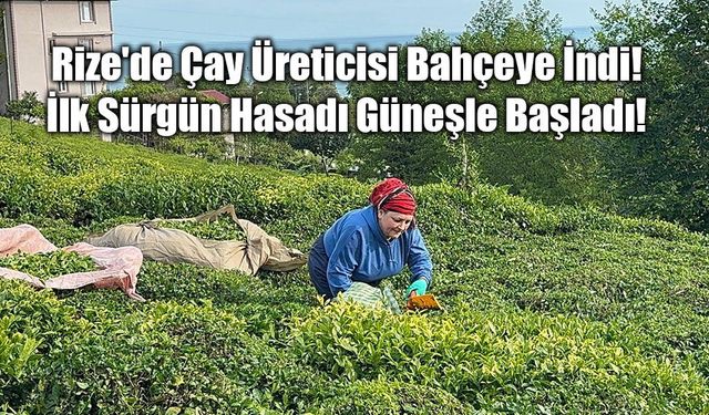 Rize'de Çay Üreticisi Bahçeye İndi: İlk Sürgün Hasadı Güneşle Başladı!