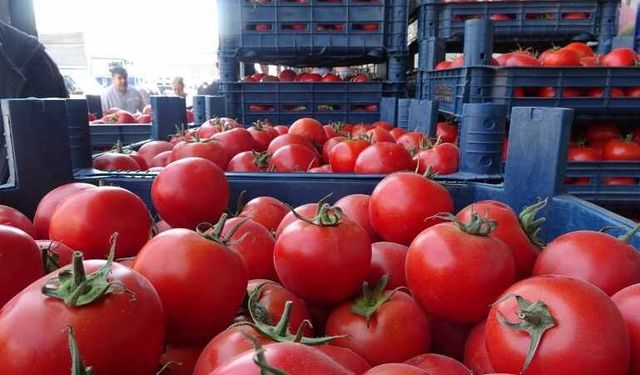 Domates Bolluğu Fiyatları Dibe Çekti: Kilogramı 15 TL’ye Kadar Geriledi