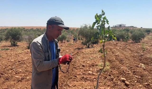 Şanlıurfa’da fıstık aşılama dönemi başladı