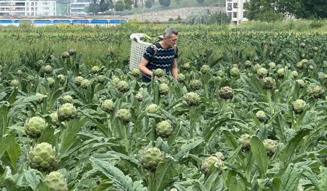 Milyonlarca liralık konutların arasında tarımsal üretim mücadelesi