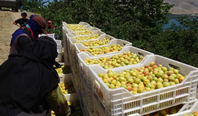 Malatya'da Kayısı Hasadı Başladı: İlk Sevkiyatlar Avrupa'ya Yapılıyor
