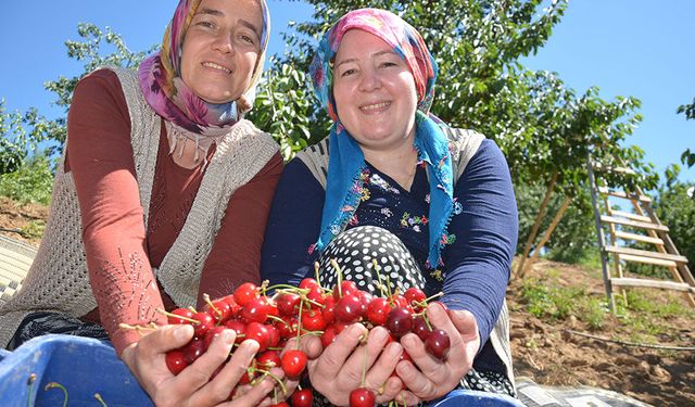 Dünyaca Ünlü Demirci Kirazında Hasat Sezonu Başladı: 20 Bin Ton Rekolte Bekleniyor