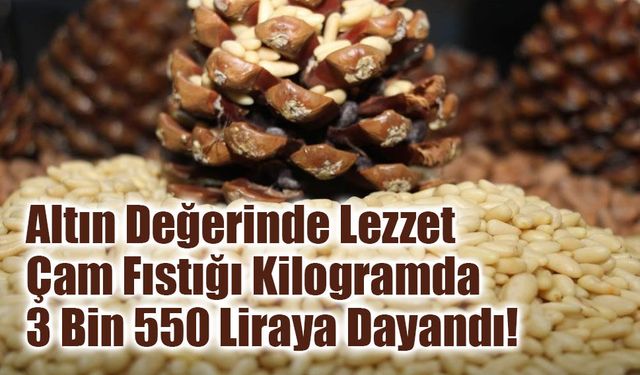 Altın Değerinde Lezzet: Aydın Çam Fıstığı Kilogramda 3 Bin 550 Liraya Dayandı!