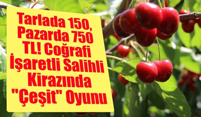 Tarlada 150, Pazarda 750 TL! Coğrafi İşaretli Salihli Kirazında "Çeşit" Oyunu