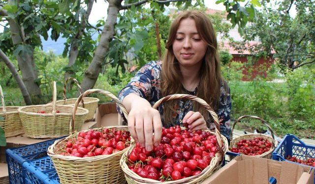 Amasya’da dalları kiraz bastı, bu yıl 50 bin ton rekolte bekleniyor