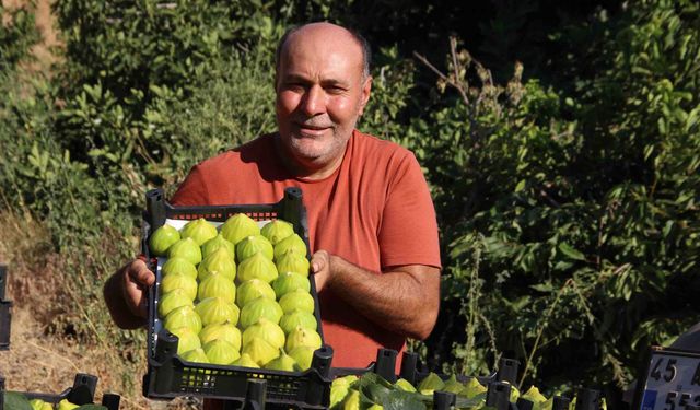 Dünyanın İlk İnciri Turgutlu'da Son Hasadına Giriyor: Fiyatlar Yeniden Yükseldi