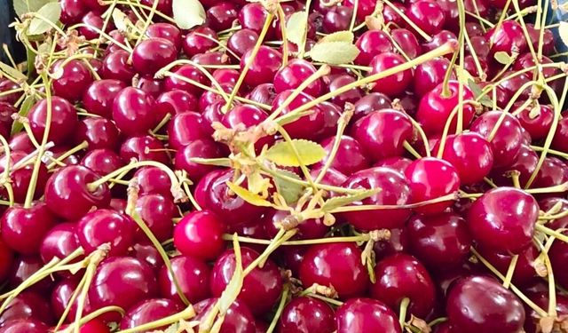 Vişne üreticileri taban fiyat ve fiyat istikrarı istiyor