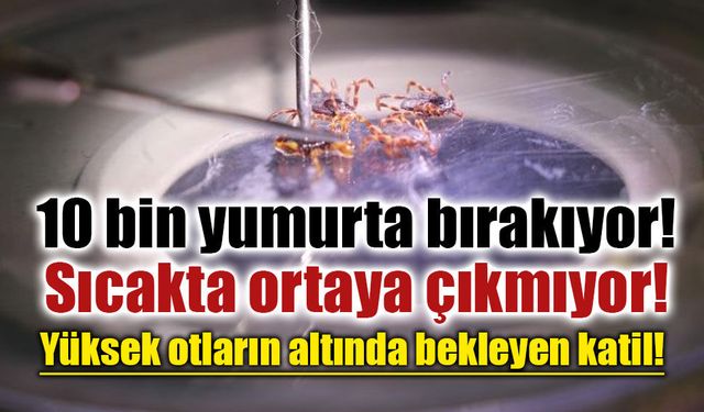 Uzmandan yaz ayları uyarısı: Keneler yüksek otların altında bekliyor