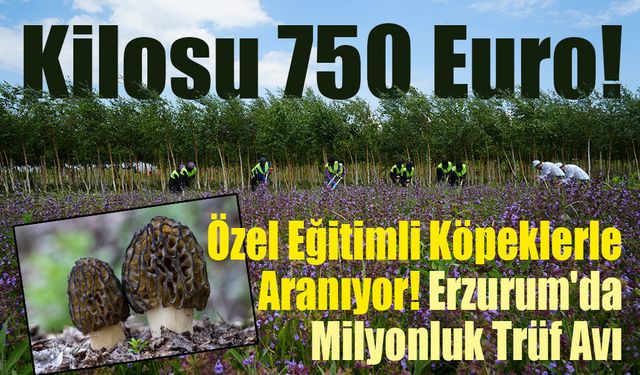Kilosu 750 Euro! Erzurum'da Trüf Mantarı İçin Dev Adım!