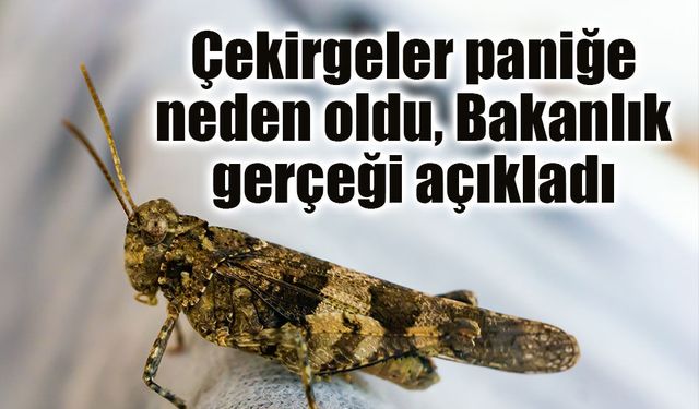 İstanbul'daki çekirgeler paniğe neden oldu, Bakanlık gerçeği açıkladı!