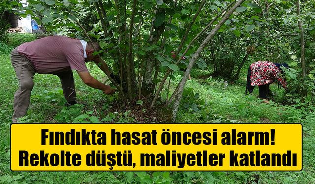 Fındıkta hasat mesaisi başladı: Üretici maliyet ve rekolte düşüşünden dertli