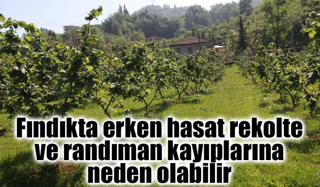 Fındık Üreticilerine Kritik Uyarı: Erken Hasat Geliri Azaltabilir