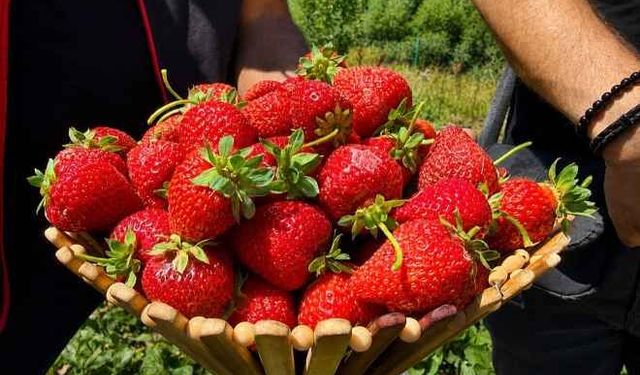 Çilek yetişmez denilen Ağrı’da üretim atağı: Dekar başına 2 ton verim