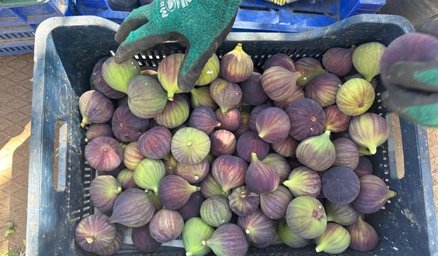 Avrupa'nın gözde meyvelerinden "Bursa Siyahı" incirinde hasat başladı