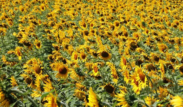 Ayçiçeğinde hasat sezonu başladı: KARADENİZBİRLİK’ten üreticiye 122 milyon TL destek