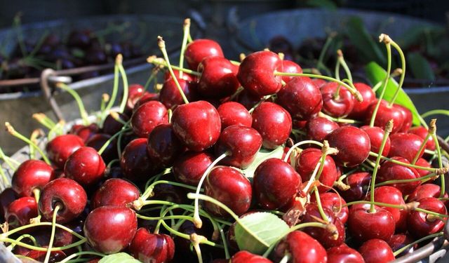 Stoklar Azaldı, Talep Patladı! Sultandağı Vişnesinde Fiyatlar 100 TL'ye Koşuyor