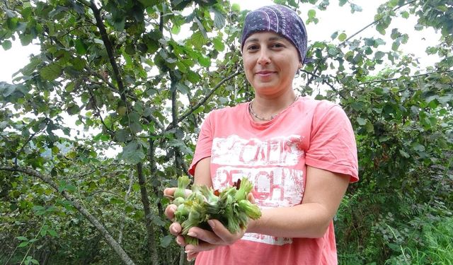 Giresun’da fındık hasadı başladı