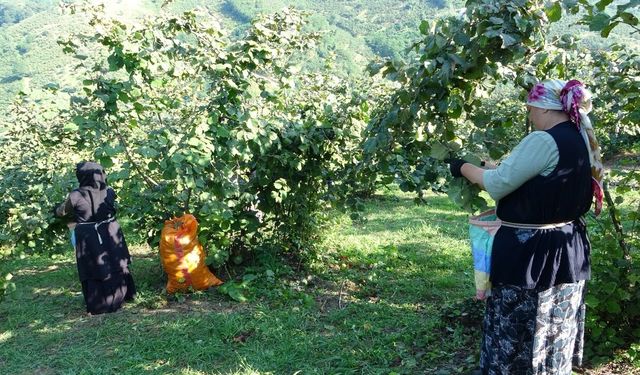Ordu’da fındık hasadı resmi olarak başladı