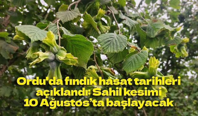 Ordu'da fındık hasat tarihleri açıklandı: Sahil kesimi 10 Ağustos’ta başlayacak