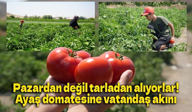 Coğrafi işaretli lezzette sezon açıldı: Ayaş domatesi dalından toplanıyor